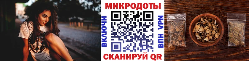 Купить  Чудово  Псилоцибиновые грибы Psilocybe 